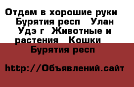 Отдам в хорошие руки - Бурятия респ., Улан-Удэ г. Животные и растения » Кошки   . Бурятия респ.